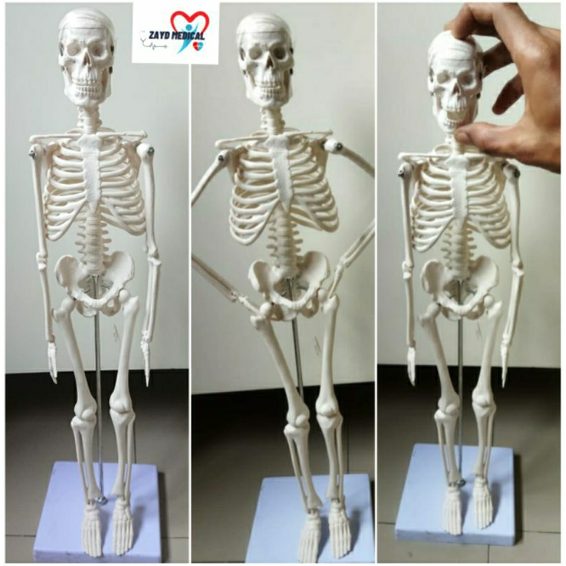 PHANTOM MANIKIN TENGKORAK MANUSIA MINI/ MANIKIN KERANGKA-TENGKORAK