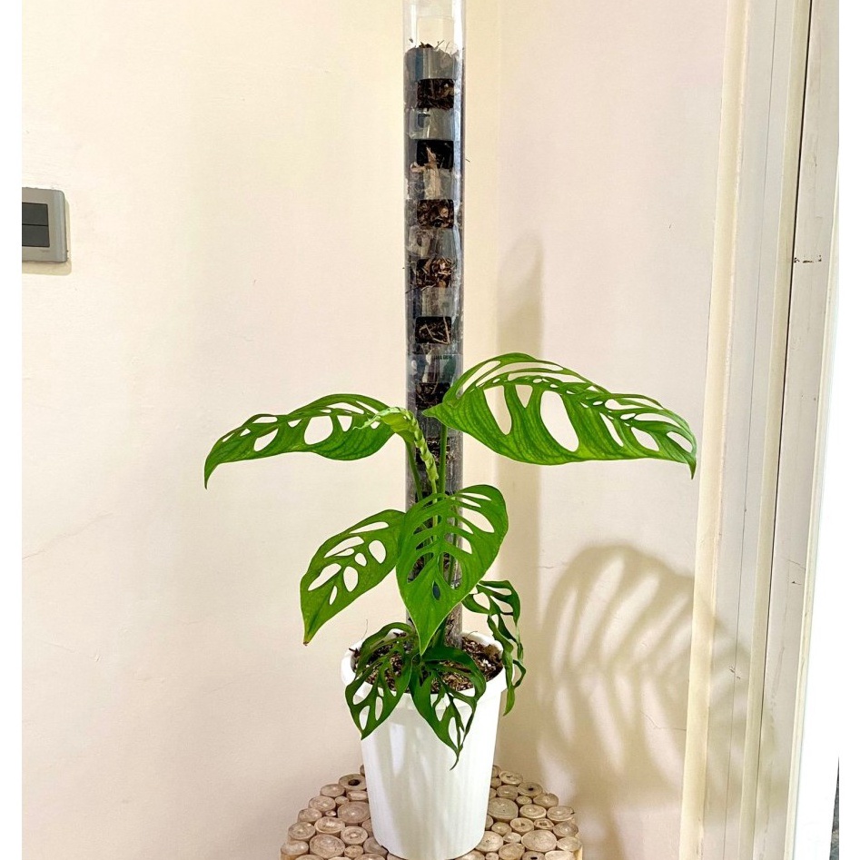 HOT SALE TurusTetik  Turus Plastik Mika Bening Mica  Moss pole TURUS ESTETIK