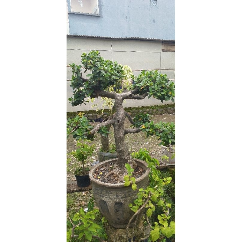 Bonsai Dollar jumbo