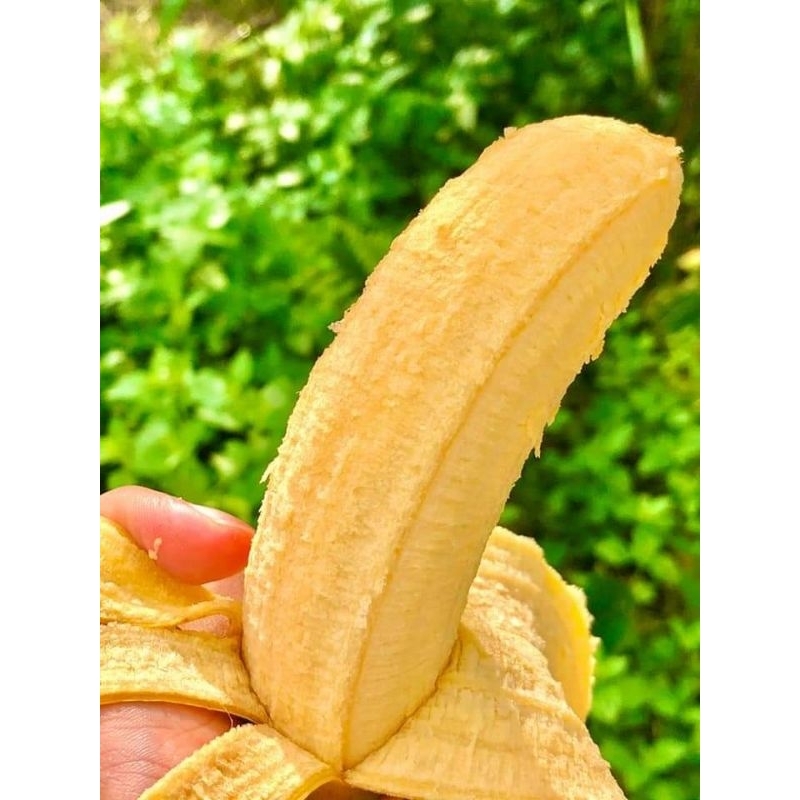 

Buah Pisang Barangan Merah Harga Per 1 Kg