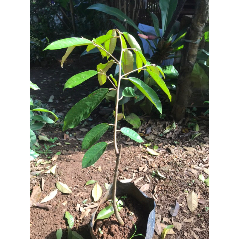 bibit pohon durian duri hitam | pohon durian duri hitam