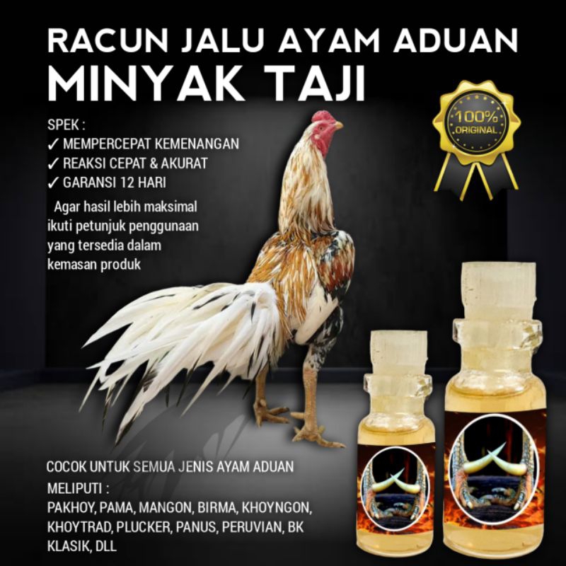 ayam bangkok asli import Thailand racun Jalu pakhoy Pama birma