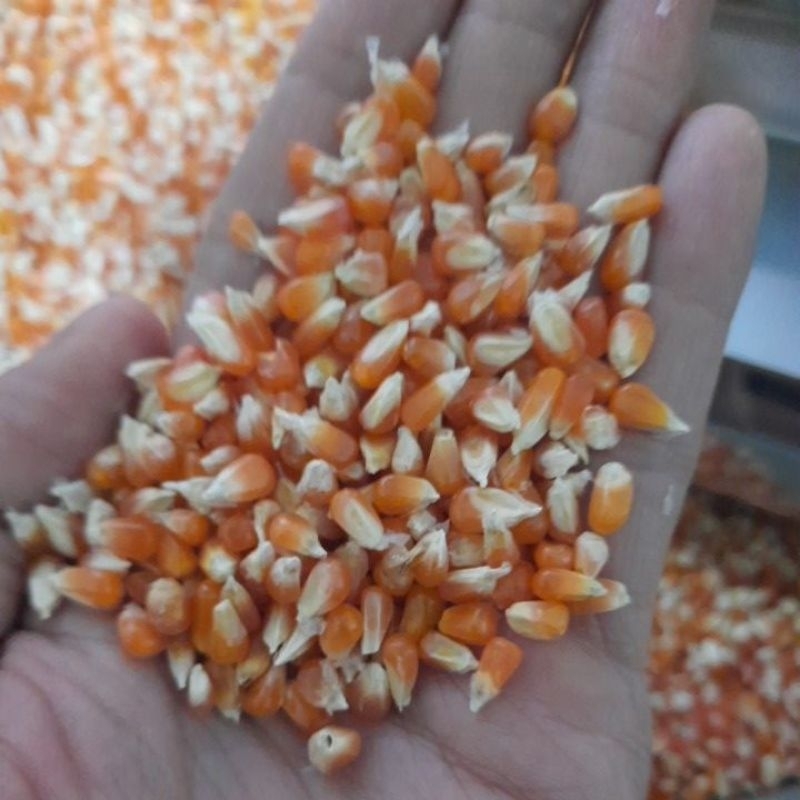 

jagung super biji timun
