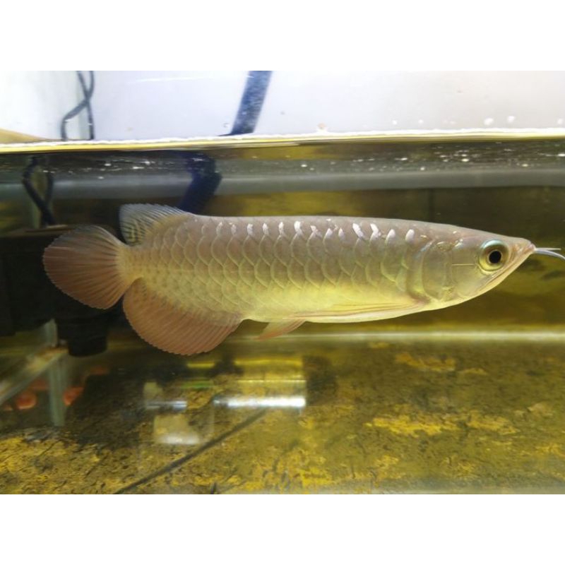 GOLDEN RED HB SIZE 17-18 CM