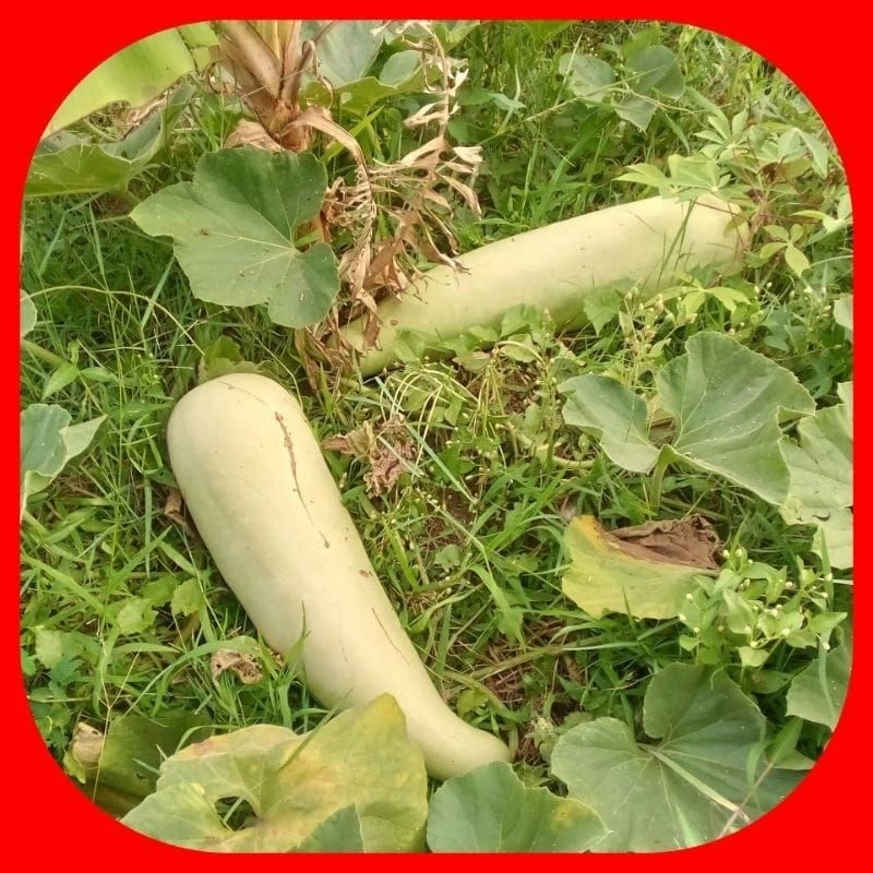 25benih labu/blonceng benih sayuran unggul