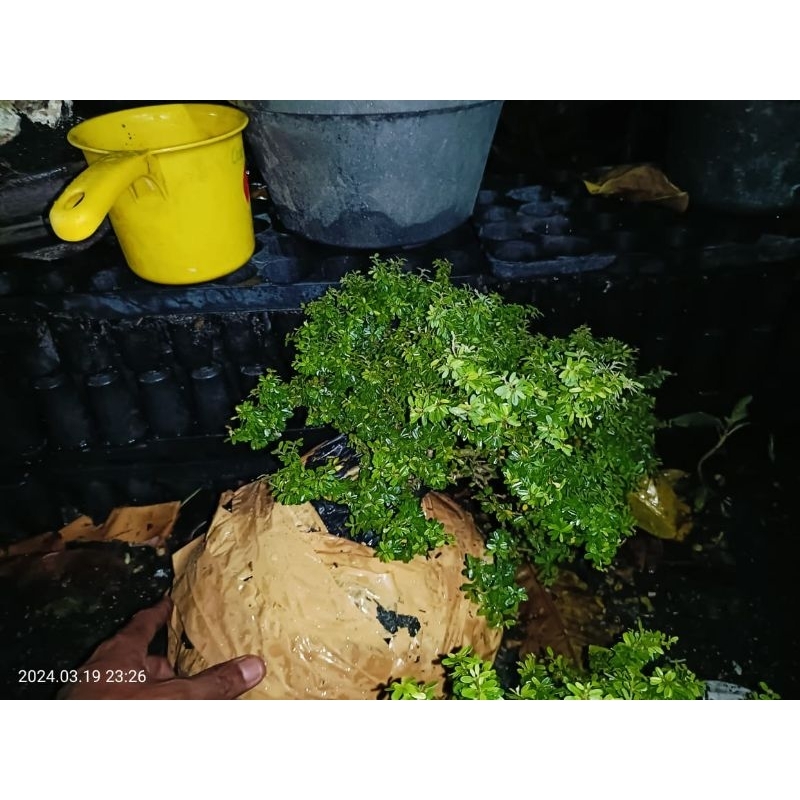 BONSAI SAENG SIMBUR MIKRO THAILAND