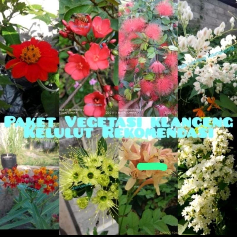 10 Paket bibit rekomendasi vegetasi klanceng/kelulut