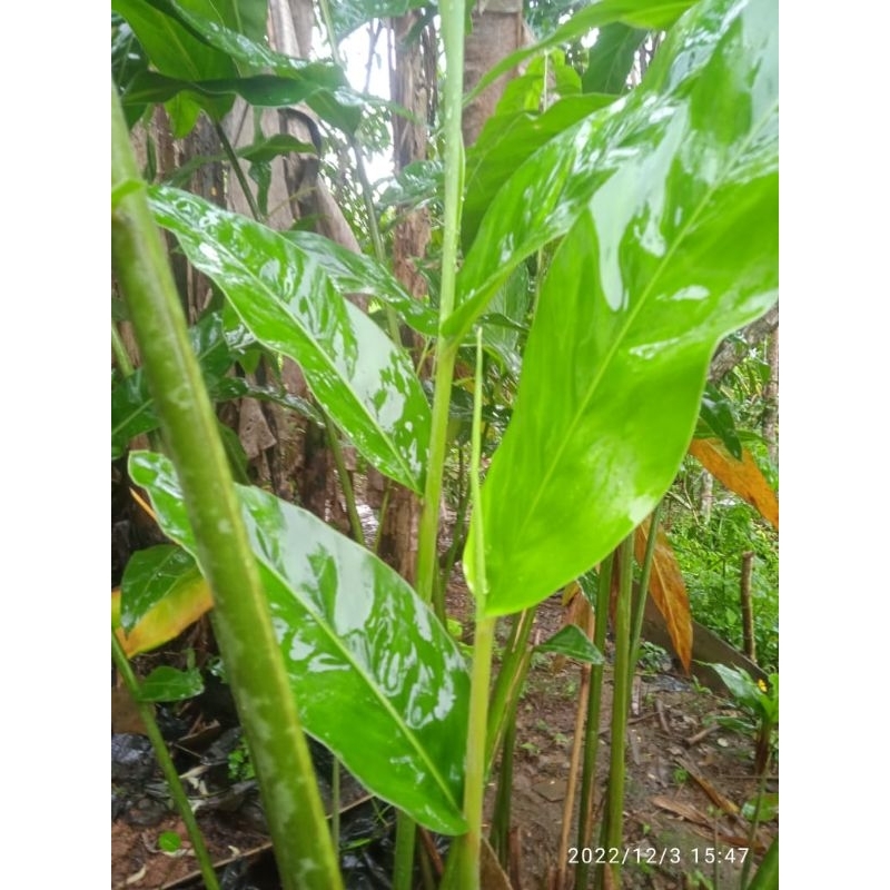 

daun laja atau lengkuas segar per 1 KG