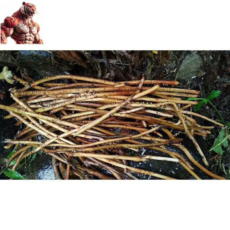

Akar pinang 1/2 kg fresh ready stok