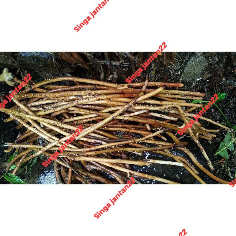 

Akar pinang 500 gram fresh akar Pinang muda