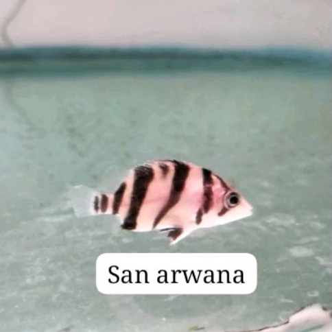 Datz Sumatra 3 bar Tiger fish datz sum grade A