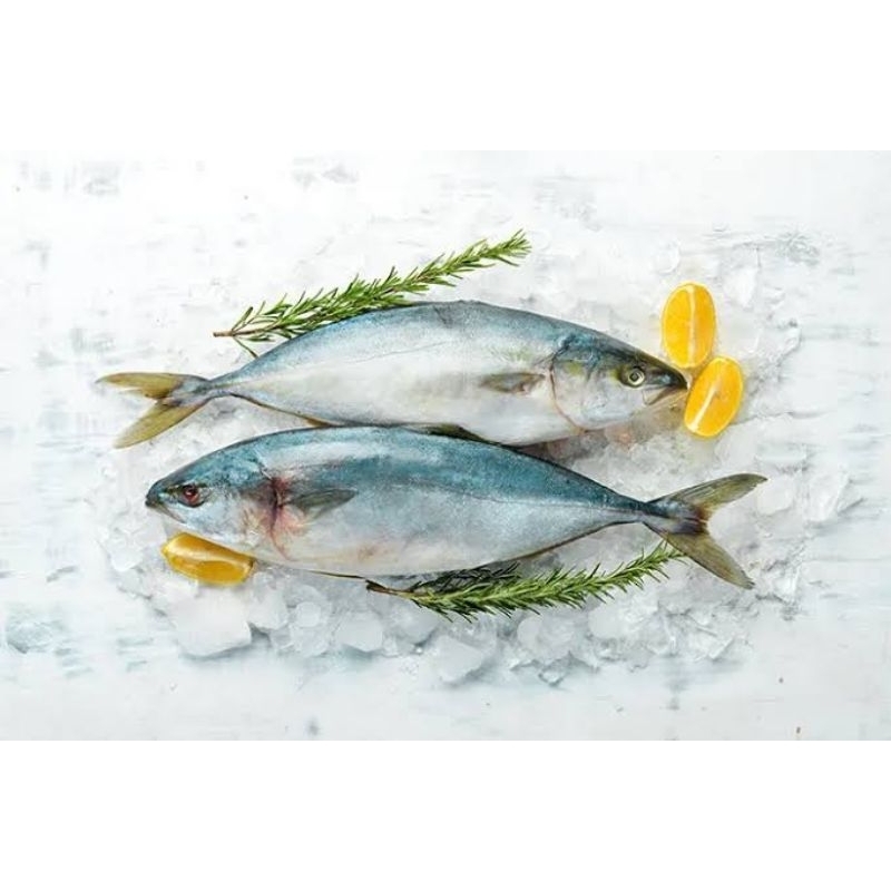 

ikan tuna per ekor