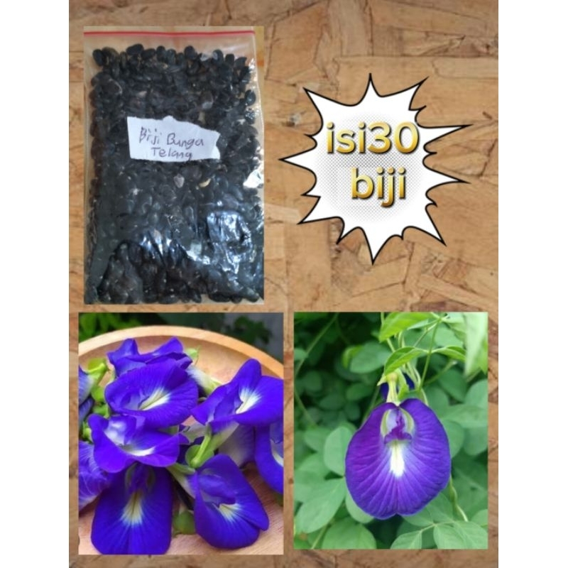 

benih bunga telang (isi 30 biji)