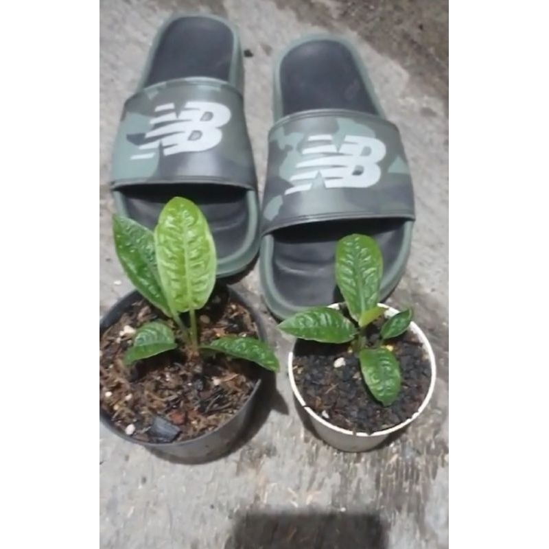 anthurium reflexinervium ori ( equador )