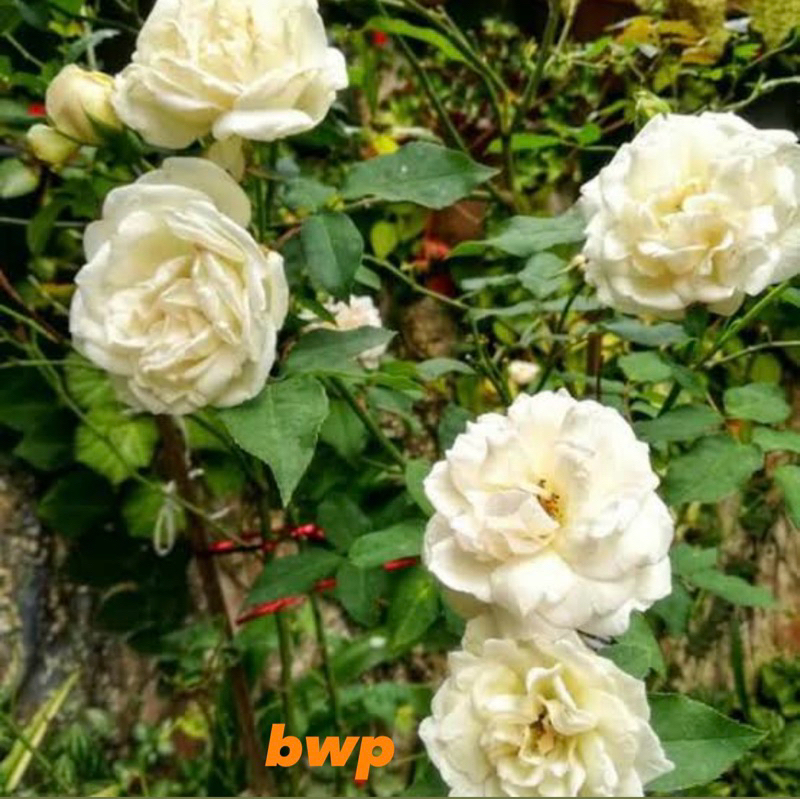 tanaman mawar putih kampung bunga hias