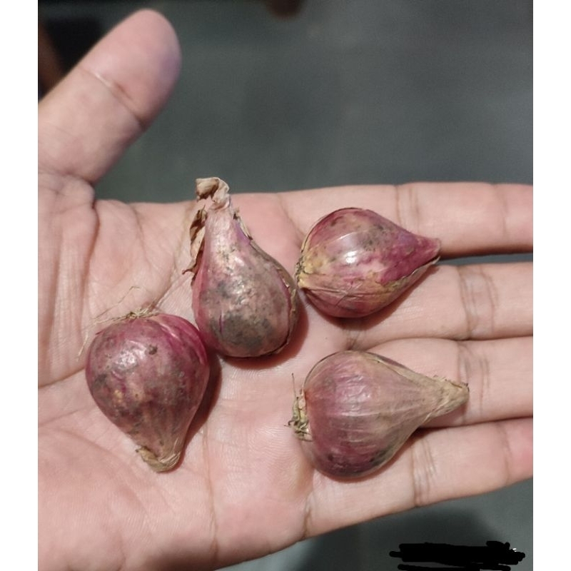 

Bawang Merah Brebes 1 kg