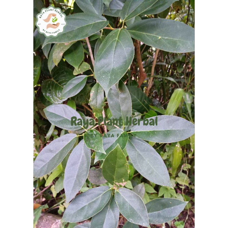 

Cincau Hijau Perdu (Melastoma polyanthum) 500g