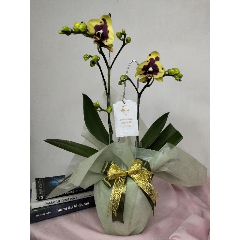 Anggrek Bulan Mini Kuning - Pot Keramik D12