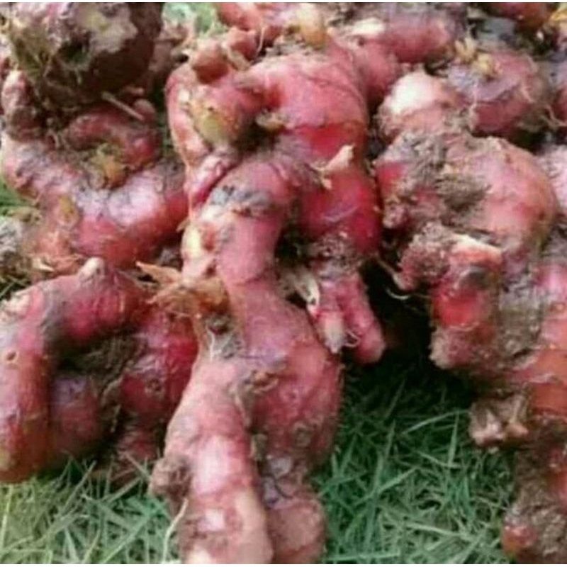 

jahe merah bersih 1 kilo