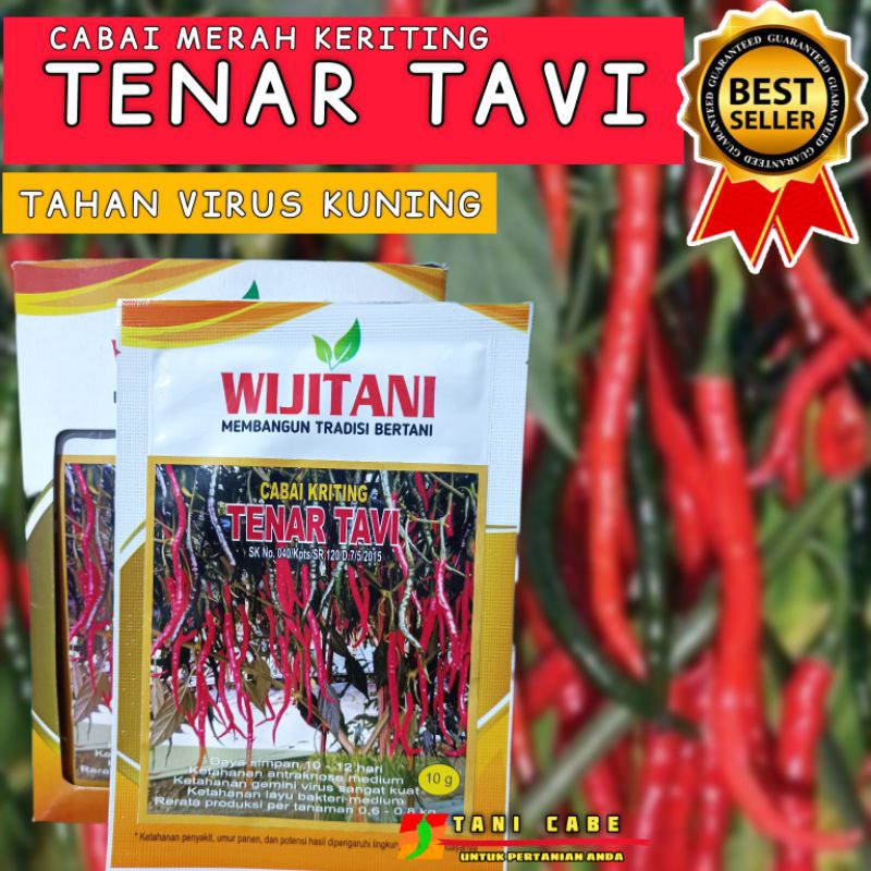 BENIH CABAI KERITING TENAR TAVI - CABAI MERAH KERITING (TAVI) TAHAN VIRUS -ORIGINAL 10 GRAN