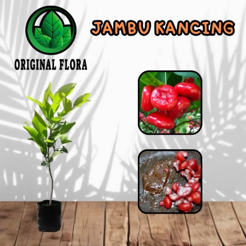 Bibit Jambu Air Kancing Tanaman Jambu Pohon Jambu Kancing