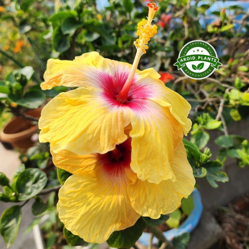 Tanaman Hias Bunga Sepatu Kembang Kuning - Pohon Bunga sepatu Kembang Kuning Bibit