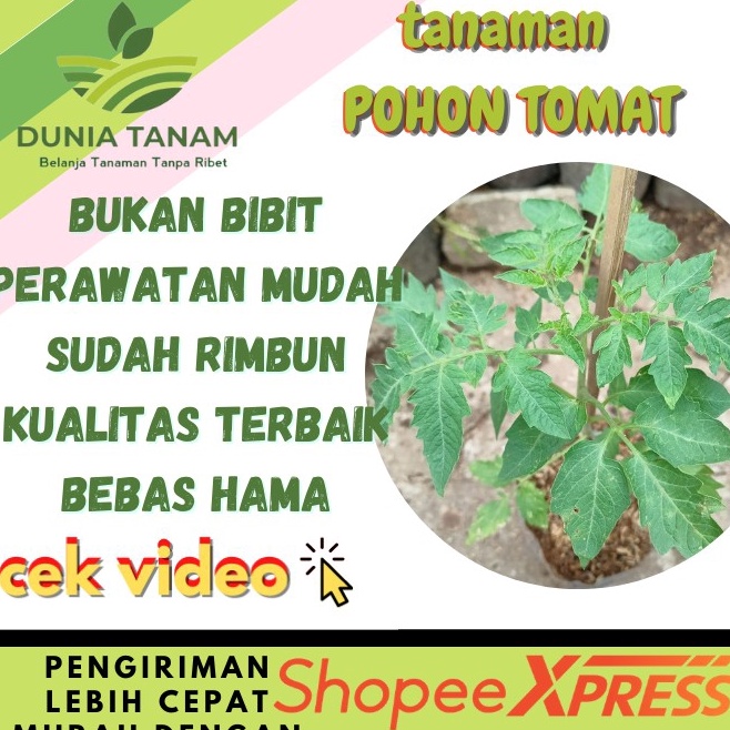 Buruan Dapatkan  Bibit pohon Tomat Sayur buah merah chery ceri
