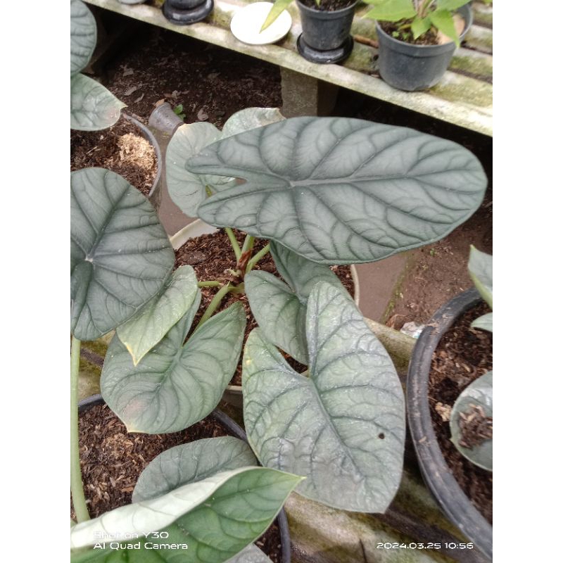 induk dragon moon/ alokasia badak