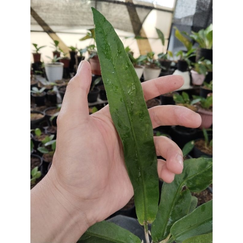 anthurium keris