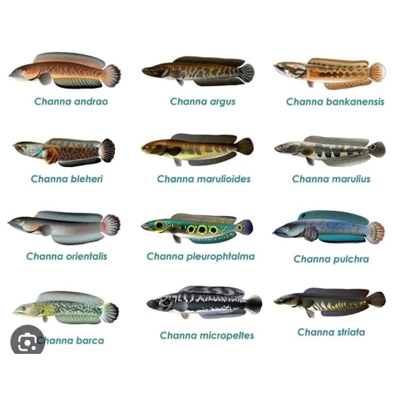 ikan cana