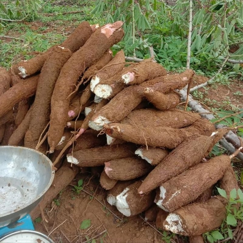 

Singkong Ubi Kayu - Fresh Per 1 Kg | Asli Jawa Tengah Dijamin Mempur