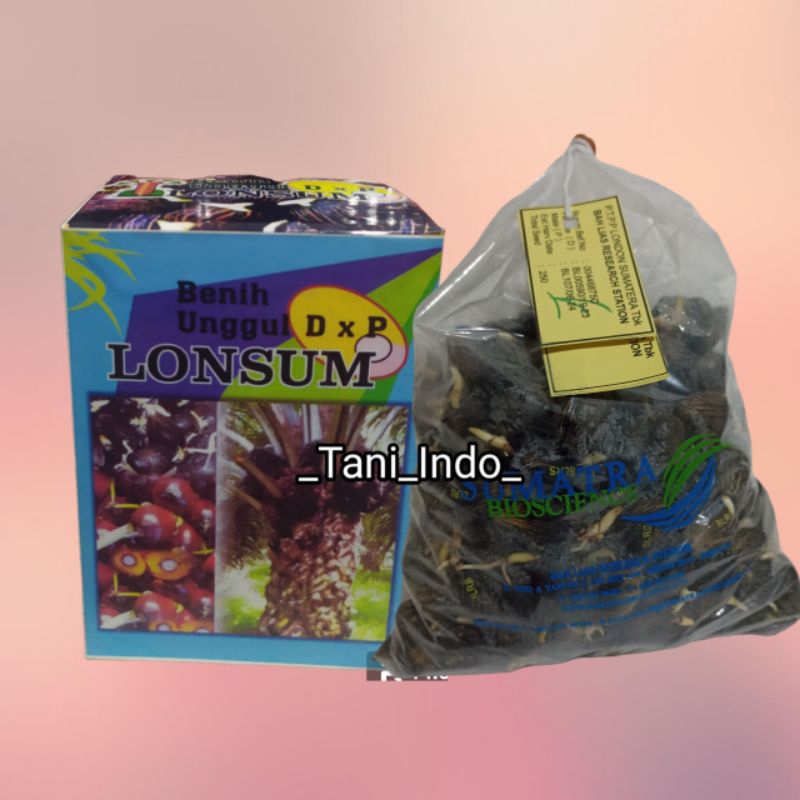 benih kecambah kelapa sawit lonsum bersertifikat
