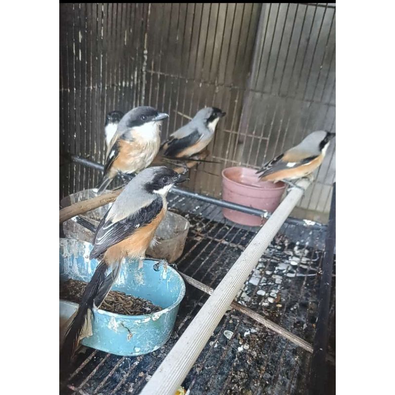 Burung cendet Jatim bahan