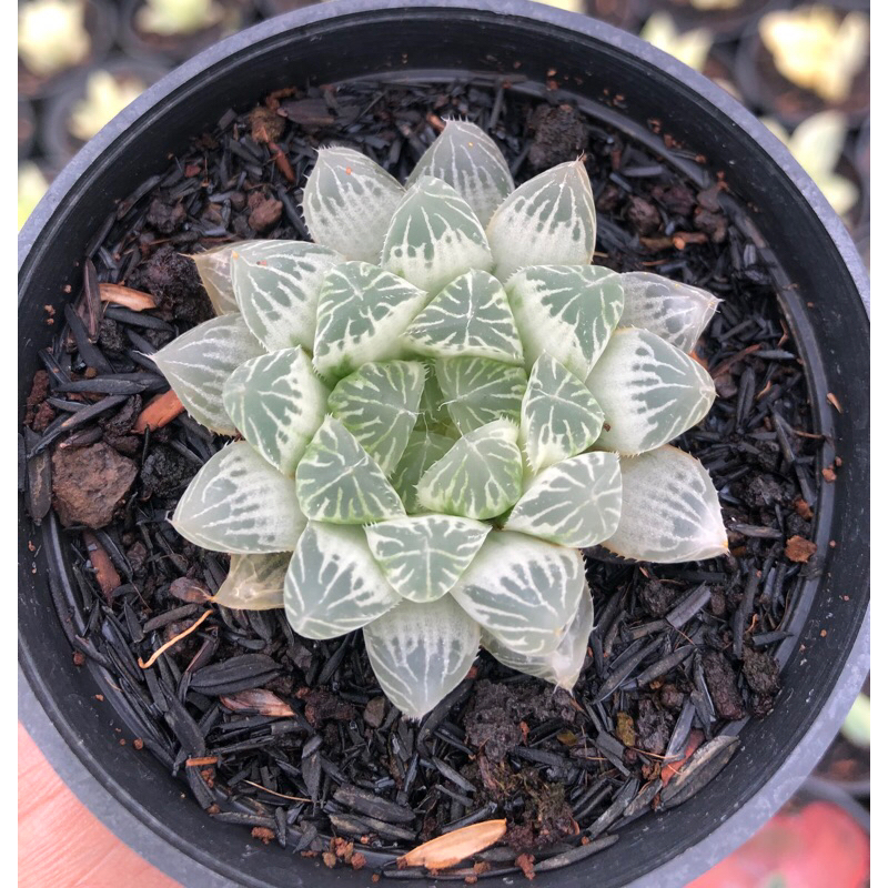 haworthia silver swirl var putih