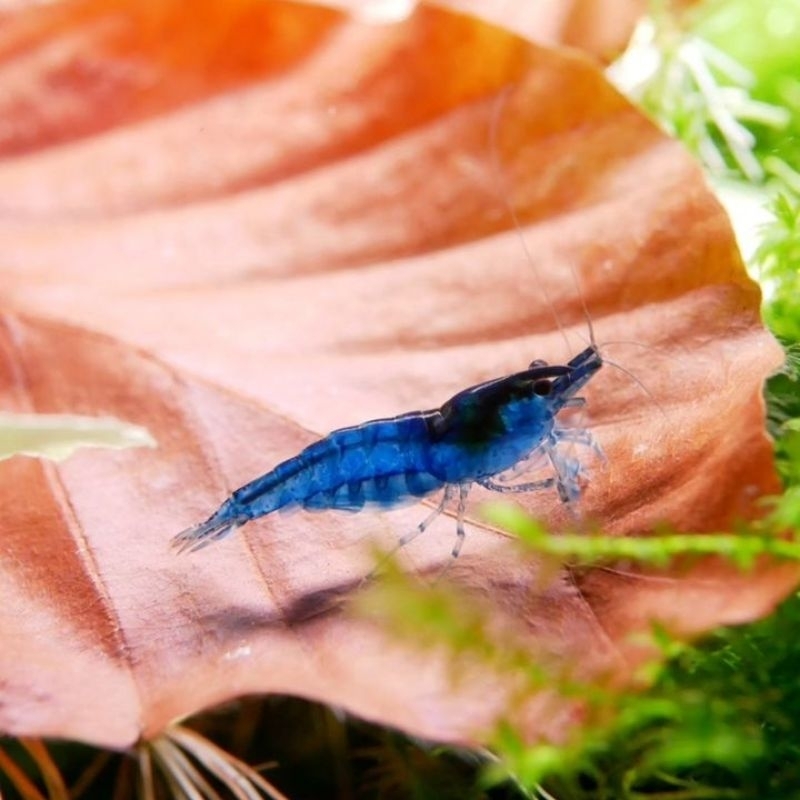 

udang blue diamon / udang hias