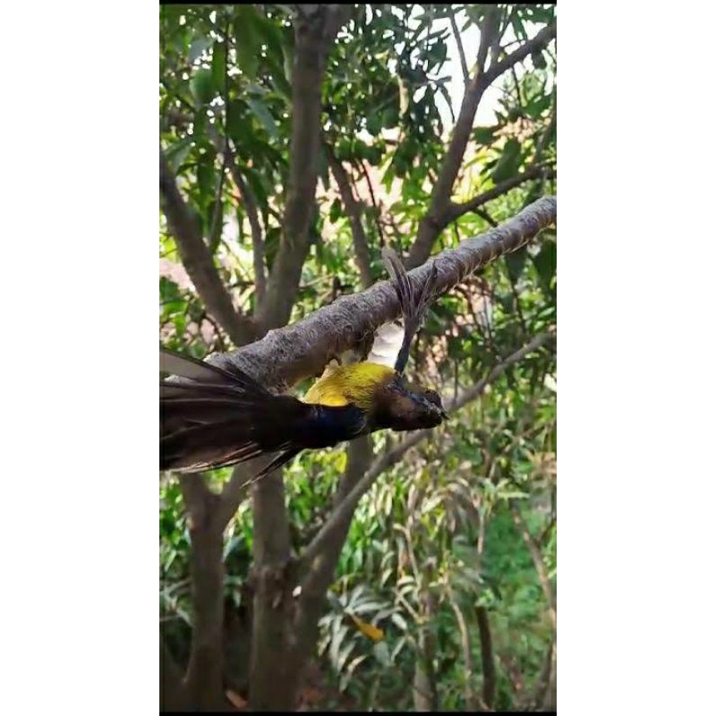 lem pulut/ pikat burung super rekat asli getah karet