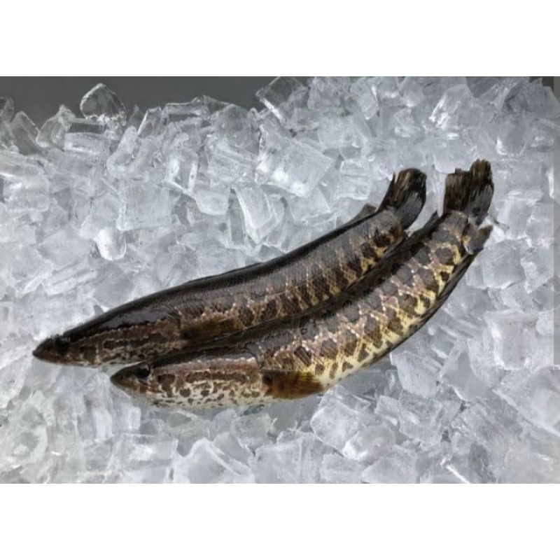 Ikan Toman Per Kg Sayur Segar Palembang