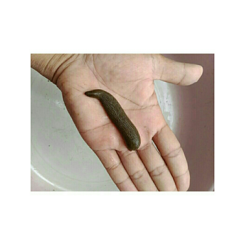 lintah terapi ukuran besar jumbo