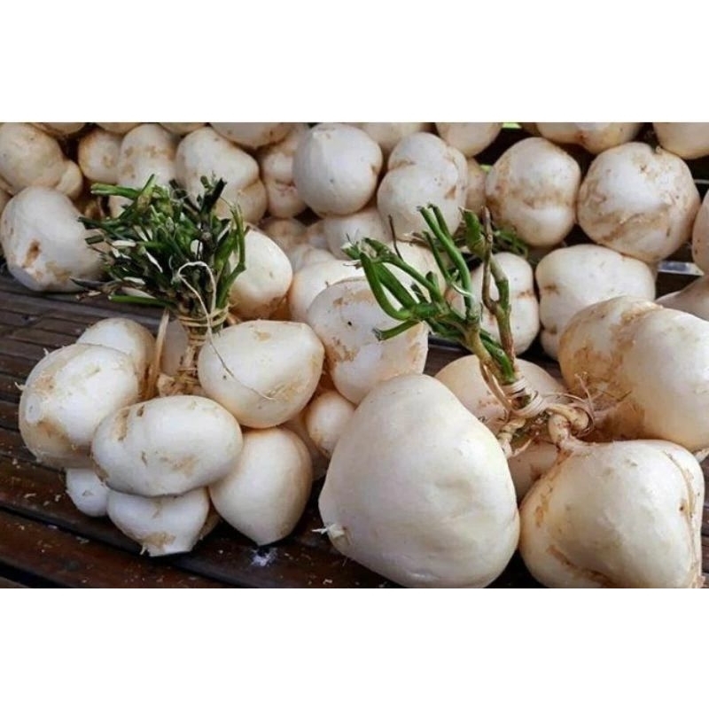 

BENGKOANG 1KG