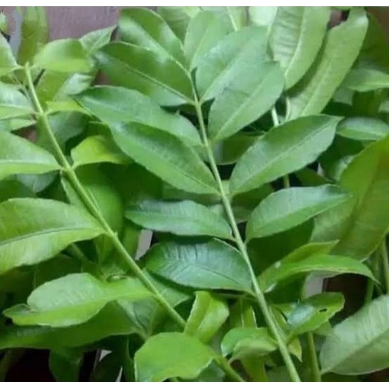 

DAUN KEDONDONG MUDA 250G