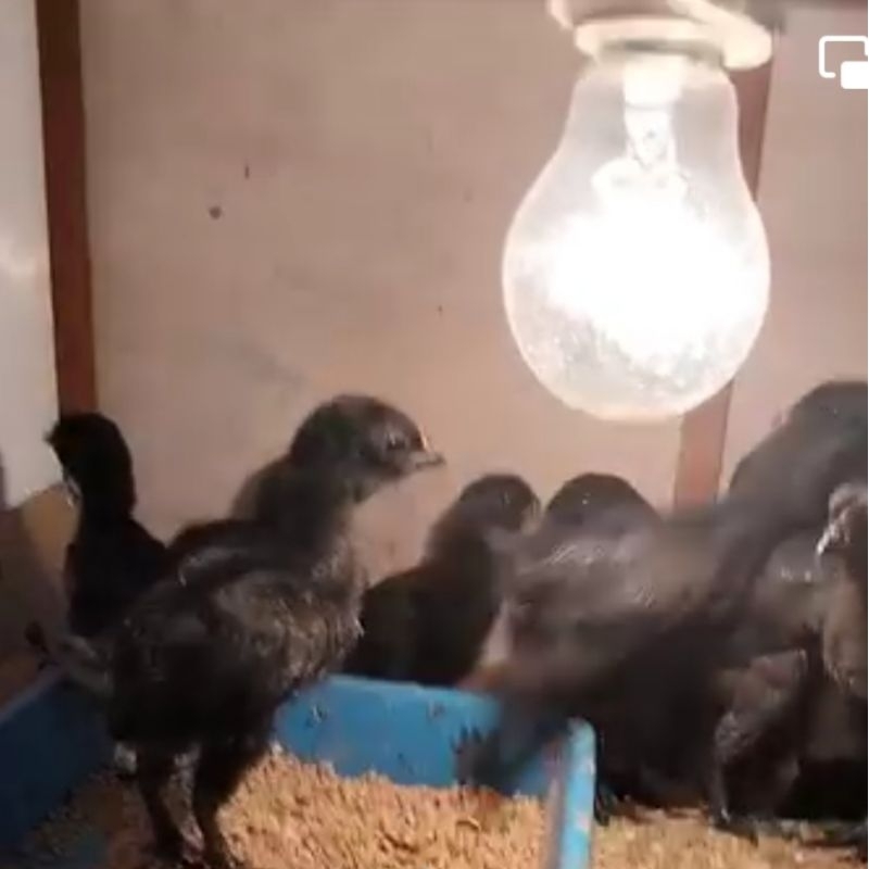 ANAKAN ANAK AYAM CEMANI BULU HITAM USIA UMUR 0-1 BULAN