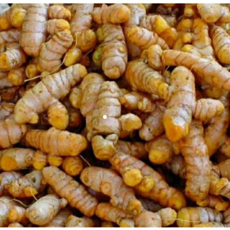 

Kunyit Segar Per Pack Dekat Bintaro BSD Jakarta