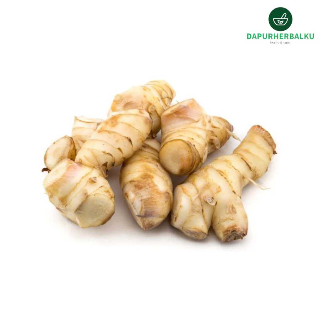 

Kencur Segar 500 gram DAPURHERBALKU