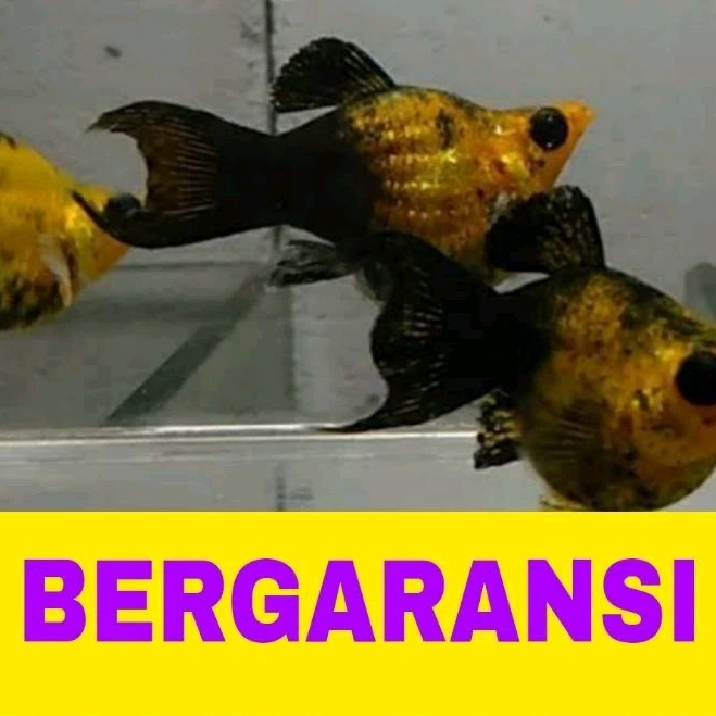 ikan molly golden black cawang isi 15