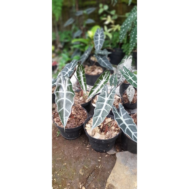 alocasia amazon