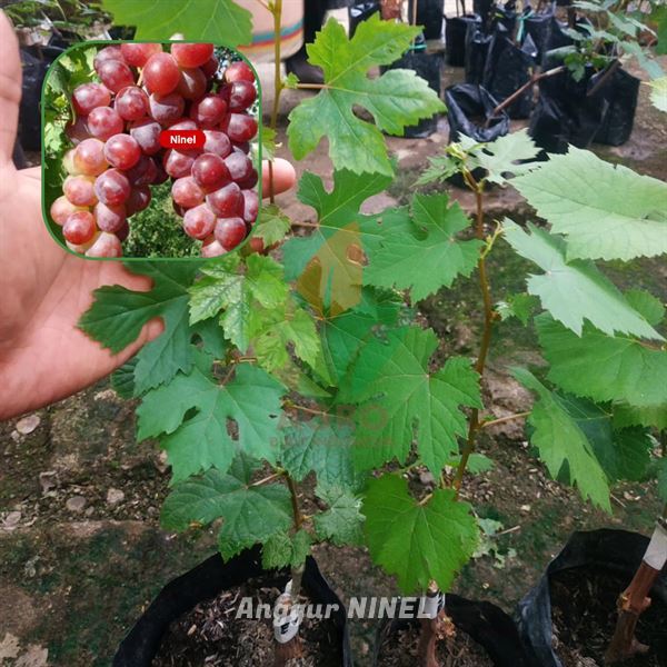 Bibit Anggur Import Ninel Super Genjah