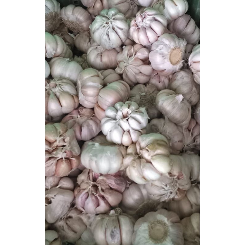 

Bawang putih 250 gr