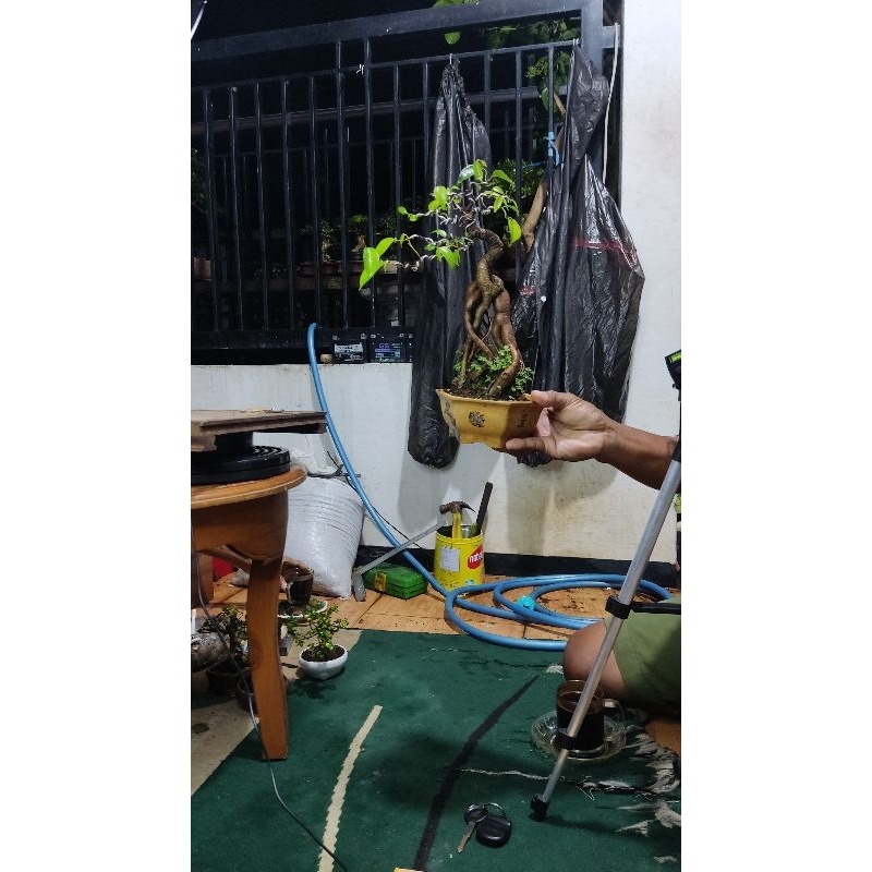 bonsai beringin arjuna KWL 6