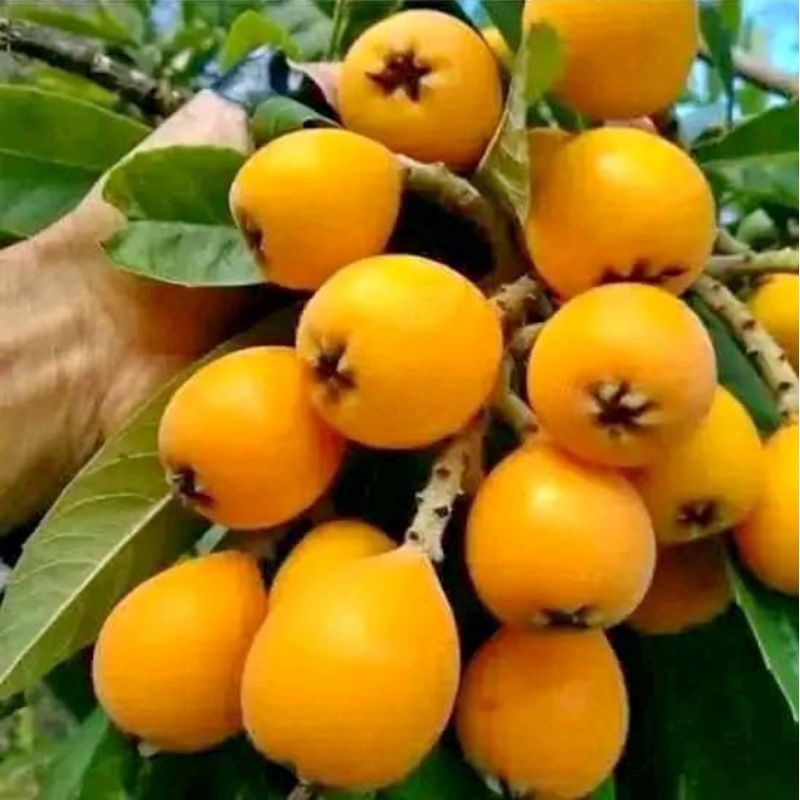 Bibit leci kuning/leci biwa hasil cangkok sudah pernah berbuah