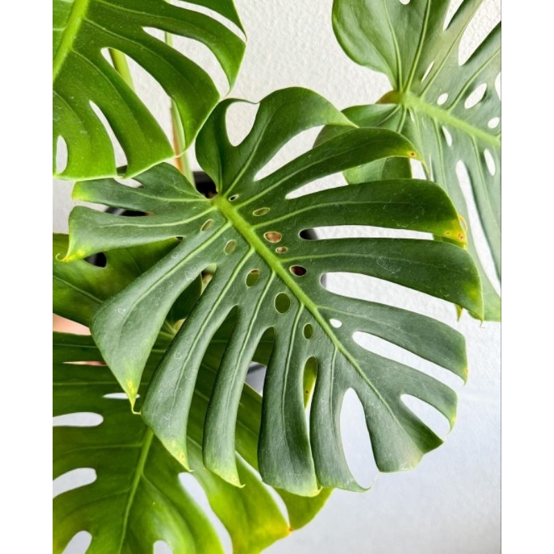 promo tanaman hias montera king brazil ekonomis flora